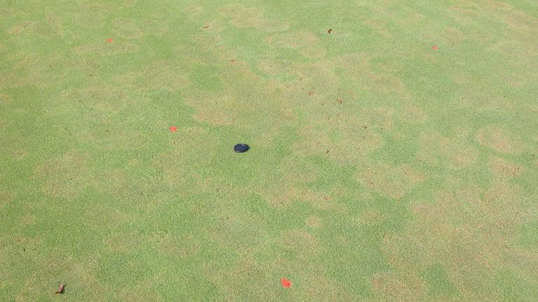 Pythium root dysfunction stand symptoms.