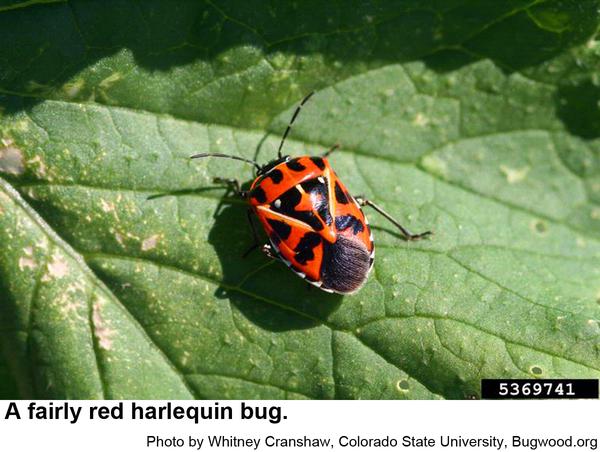 Photo of a harlequin bug on a leaf