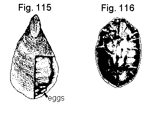 Figure 115. Armored scale insect. Figure 116. Soft scale insect.