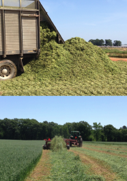 Decorative Images of Hay and Silage