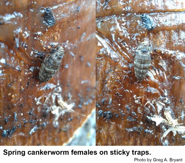 Female spring cankerworm moths on sticky traps.