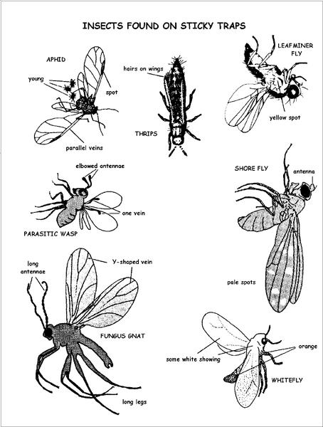Figure 1. Insects found on sticky traps.