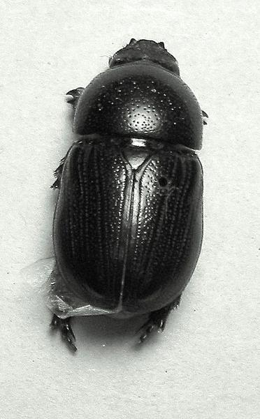 Adult sugarcane beetle.