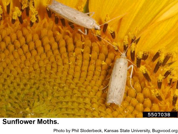 Sunflower moths