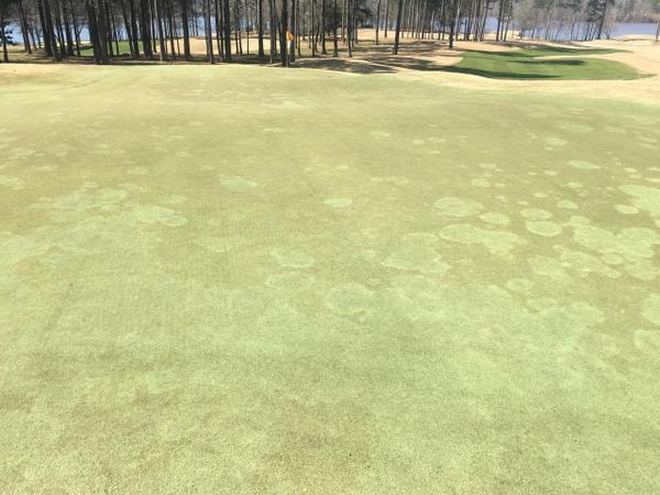 Take-all root rot on an ultradwarf bermudagrass putting green.