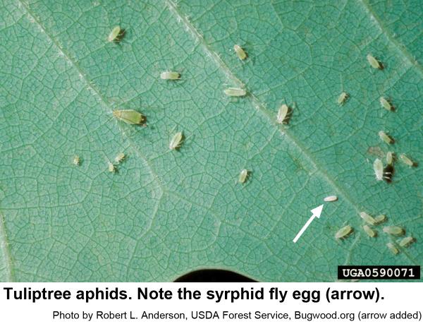 Tuliptree aphids.  Syrphid fly egg identified by arrow.