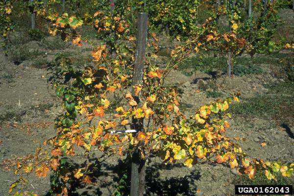 Photo of Pierce's Disease in grapes