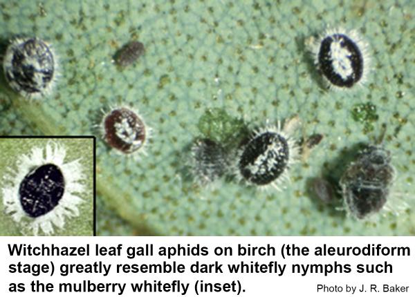 The aleurodiform of the witchhazel leaf gall aphid on birch.