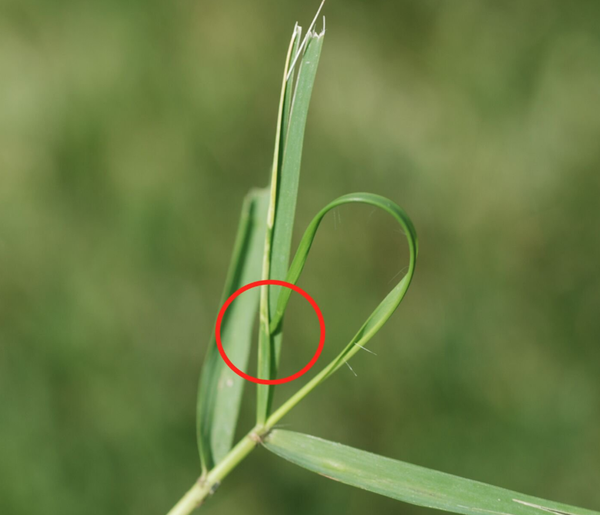 mite leaf rolling marked with red circle on photograph of zoysiagrass