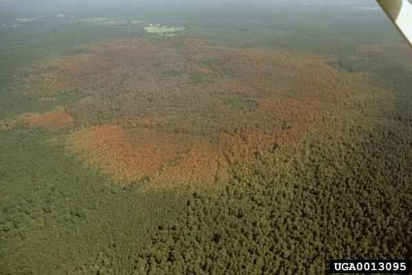 A large area of red and dead trees in an otherwise green forest; aerial view.