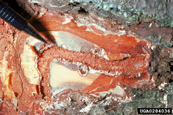 A tunnel in the inner bark of a tree filled with red material.