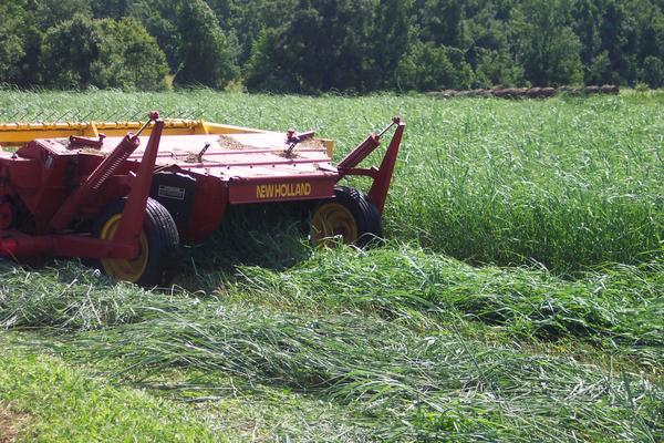 Photo of immature switchgrass being cut.