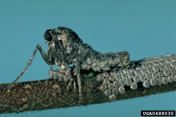 A gray wing-less moth lays eggs on a twig.