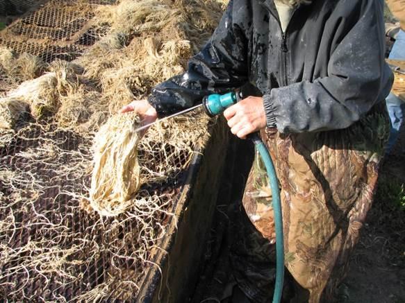 Figure 5. Cleaning valerian roots with a high-pressure hose.