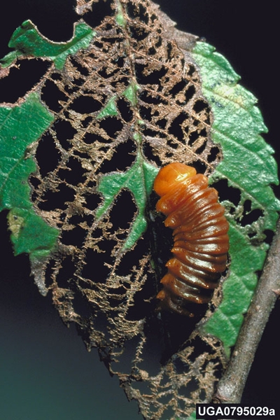 A orange and dark brown larvae on a partially chewed green leaf.