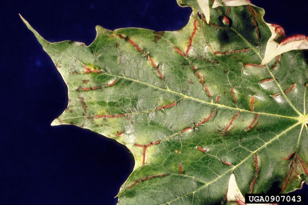 Green leaf top with reddish-brown veins