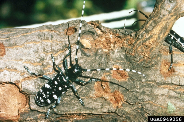 adult Asian longhorned beetle resting on a branch