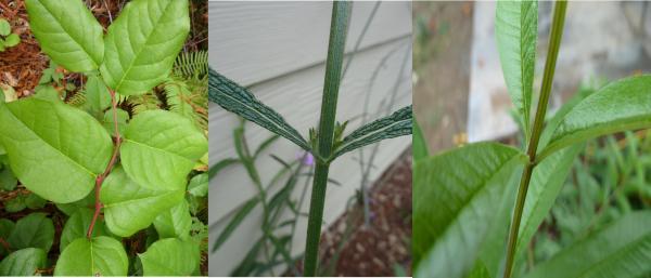 Photos of Alternate, Opposite, and Whorled Leaf Arrangement