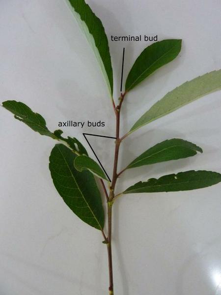 axillary buds and terminal bud labeled on a sprig of leaves