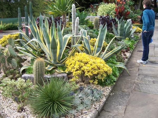 Person looks at group of cactus and other desert plants next to a walkway