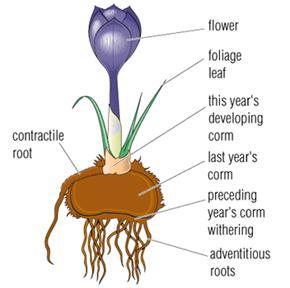 Flower illustration with labeled corm area for this year, last year and the preceding year.