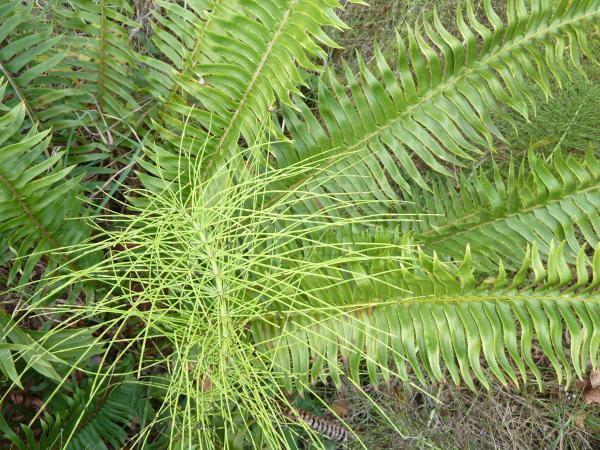 fern and horsetail