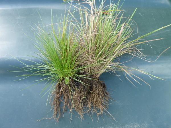 grasses fibrous roots