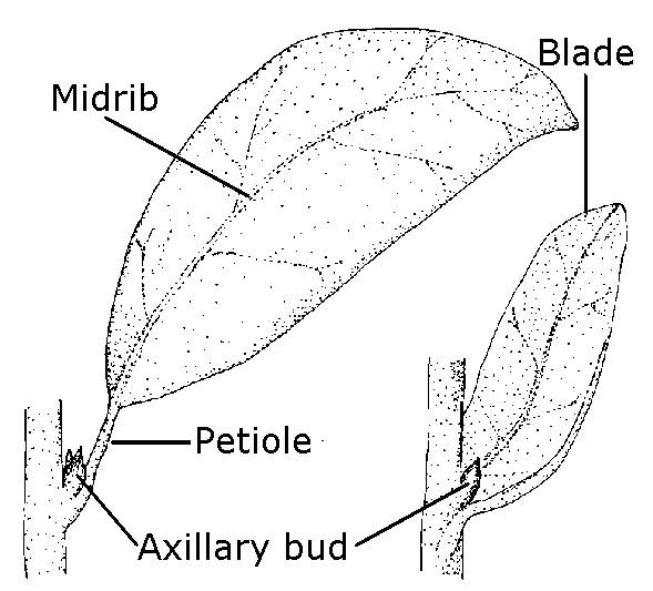 Drawing indicating the midrib, blade, petiole and axillary bud