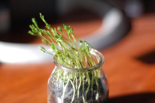 Photo of phototropism: seedlings growing toward a light source out of a jar, bending left.