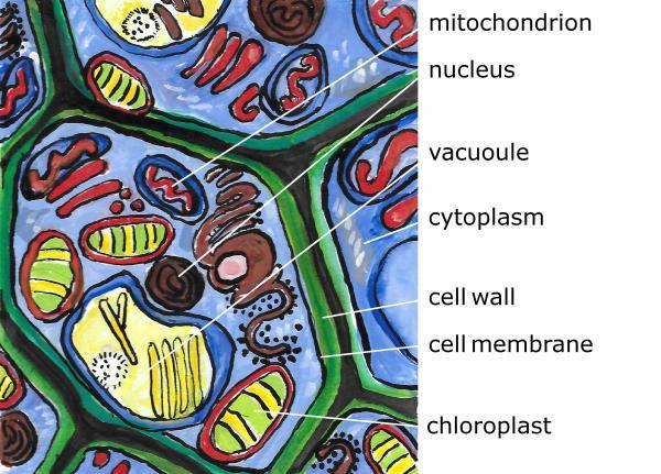 plant cell illustration