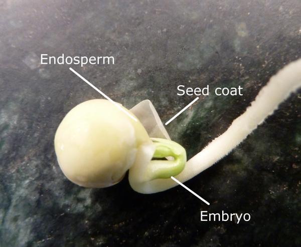 parts of a seed (endosperm, seed coat, and embryo)
