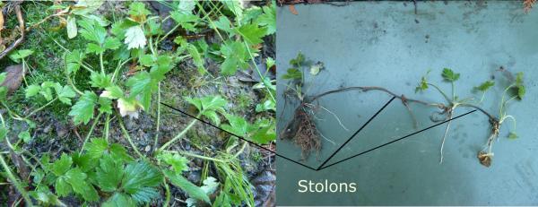 photo of plant in the ground next to pulled plant with stolons labeled