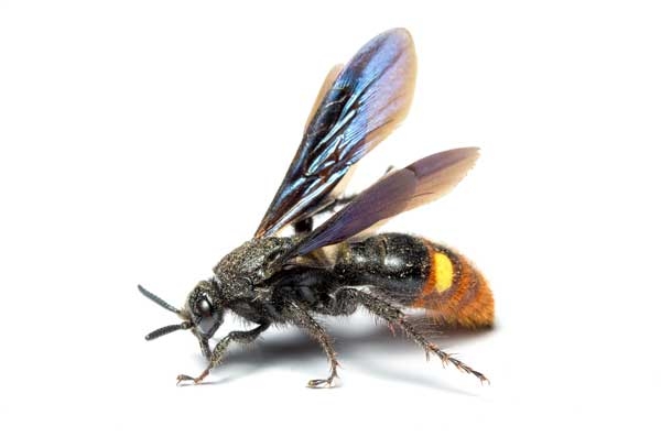 Side view of scoliid wasp with wings held above body.