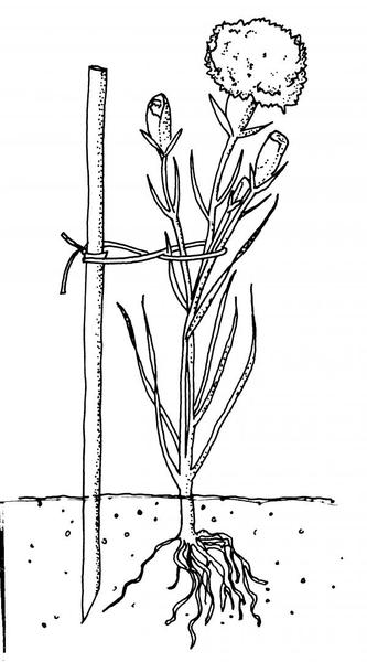 stake to support tall perennials illustration
