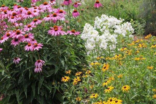 perennial bed of flowers