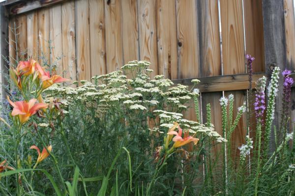 Perennial plants (flowers) next to a fence