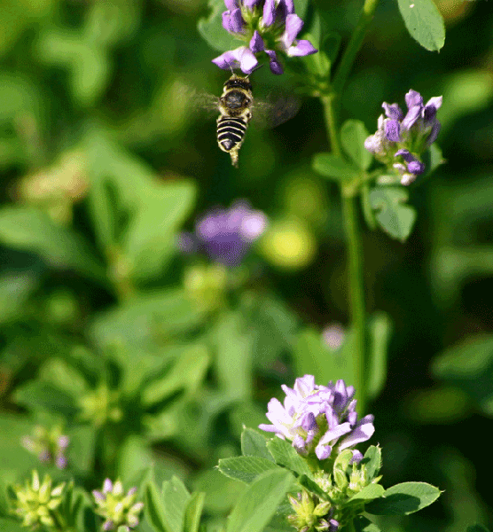 Bee hovering at a purple flower.