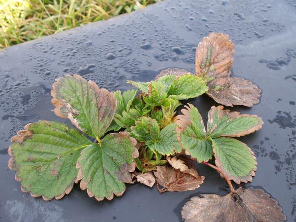 Strawberry plant with many dead brown leaves