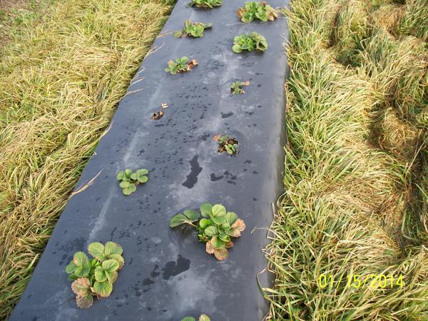 section of small strawberry plants with normal plants on ends