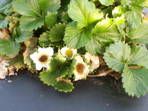 Strawberry flower with brown/black center.