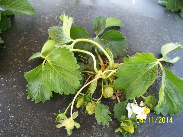 Strawberry plant with twisted petioles and deformed leaves.