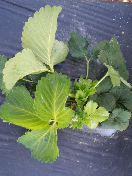 Strawberry plant with pale green to yellow leaves