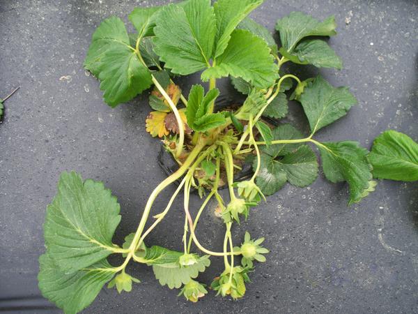 Strawberry plant with lead deformation and twisted petioles.