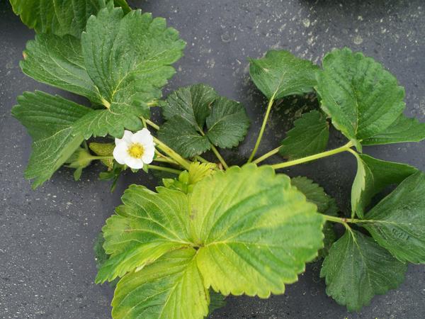 Strawberry plant with yellow newly expanded leaf.