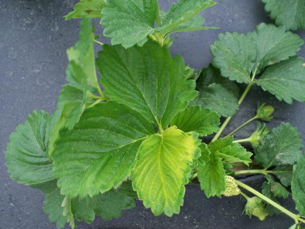 Strawberry plant with yellow newly expaded leaf.