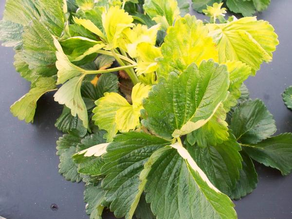 Strawberry plant with many newly expanded yellow  leaves.