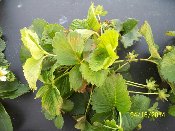Strawberry plant with dead brown areas on leaf and flower