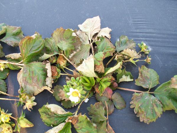 Strawberry plant with dead brown areas on leaf and flower