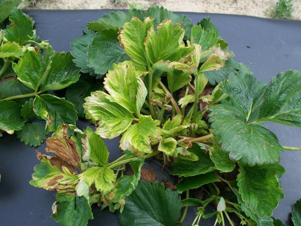 Strawberry plant with dead brown areas on yellow misshaped leave