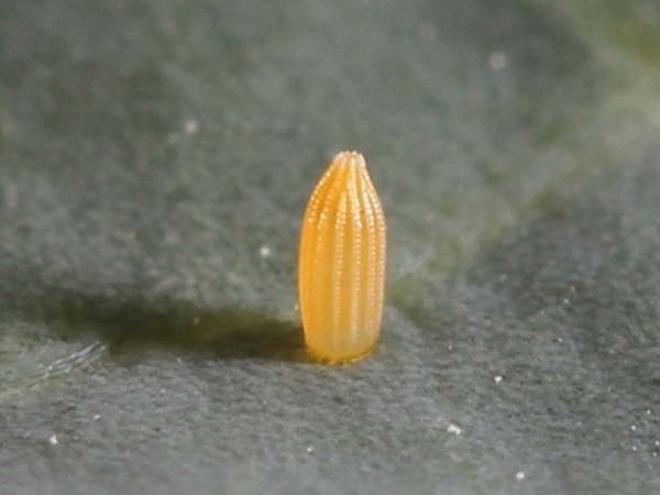 A yellow, ribbed oval cabbageworm egg.